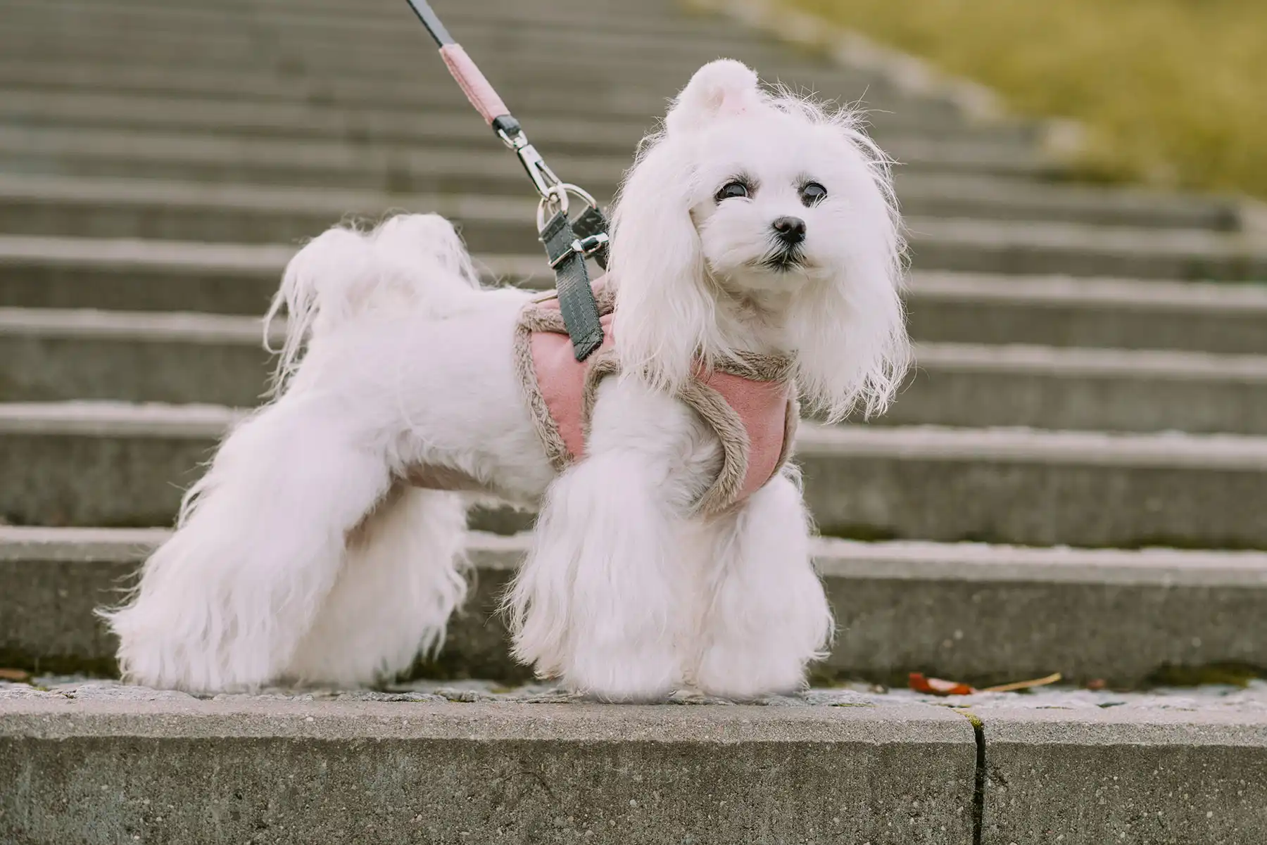 pies na schodach w parku