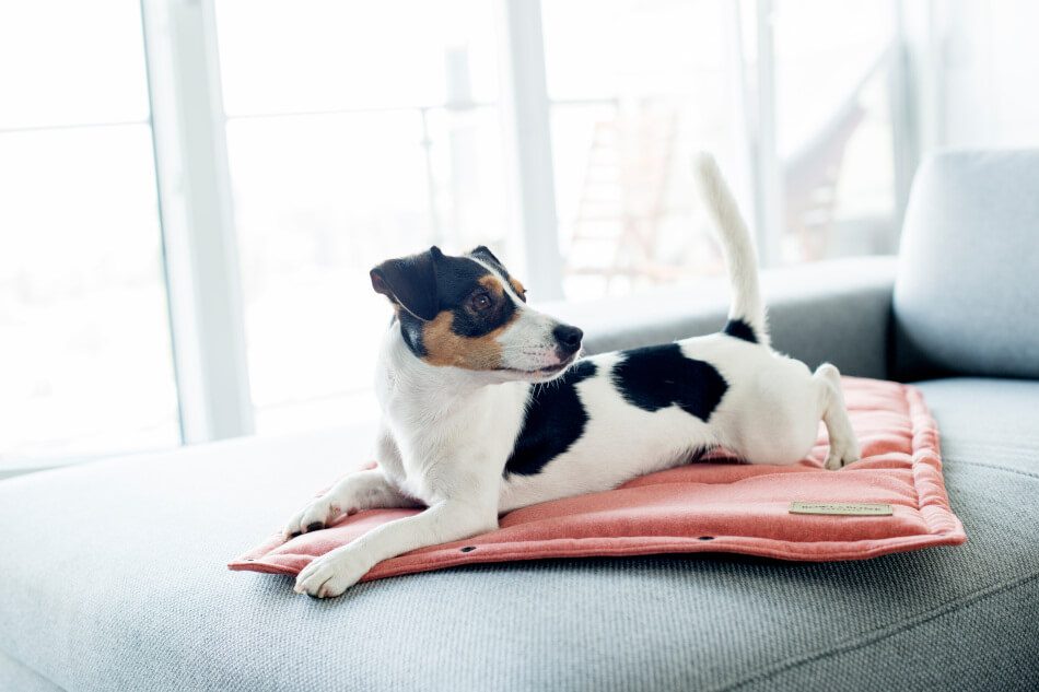 legowisko mata dla psa loft coral bowlandbonerepublic jack russell terrier