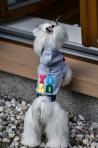 bluza dla psa yolo szara
