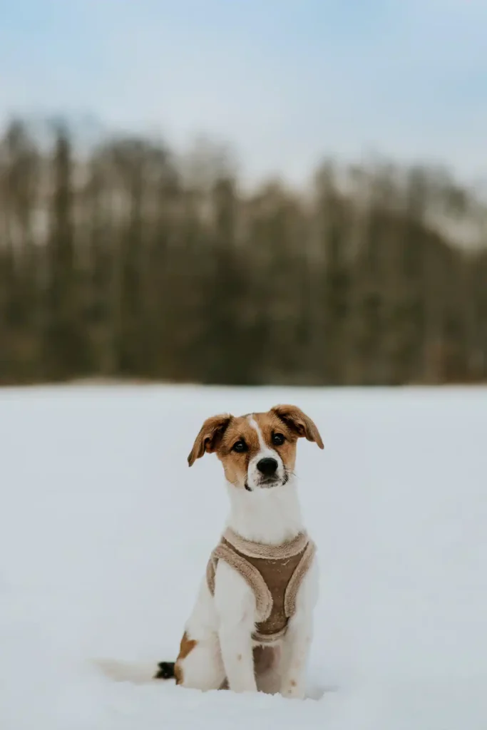 pies na czeka na śniegu