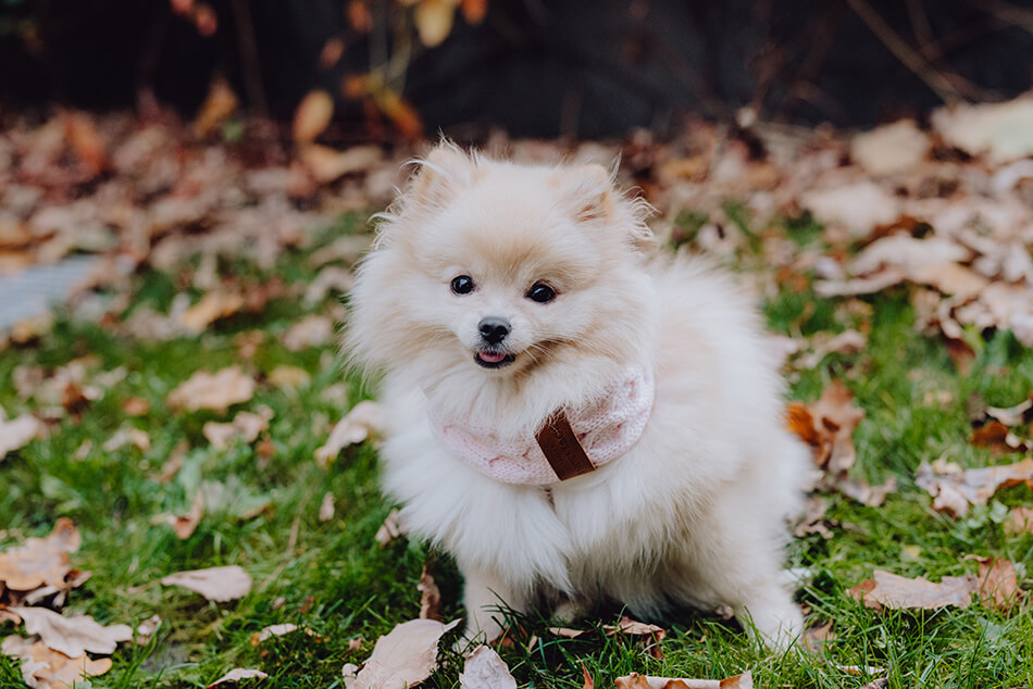 szalik komin dla psa joy rozowy na trawie
