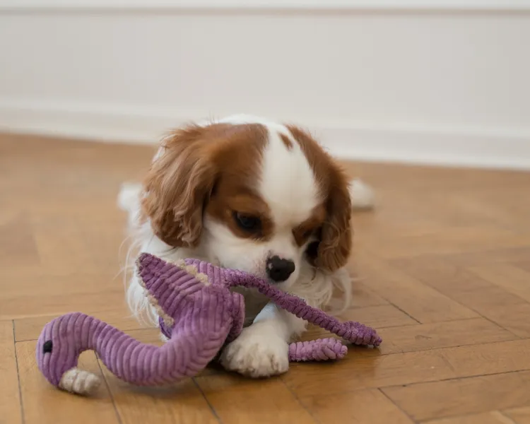 pies z fioletową zabawką