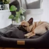 pies śpi na eleganckim ciemnym legowisku spokój