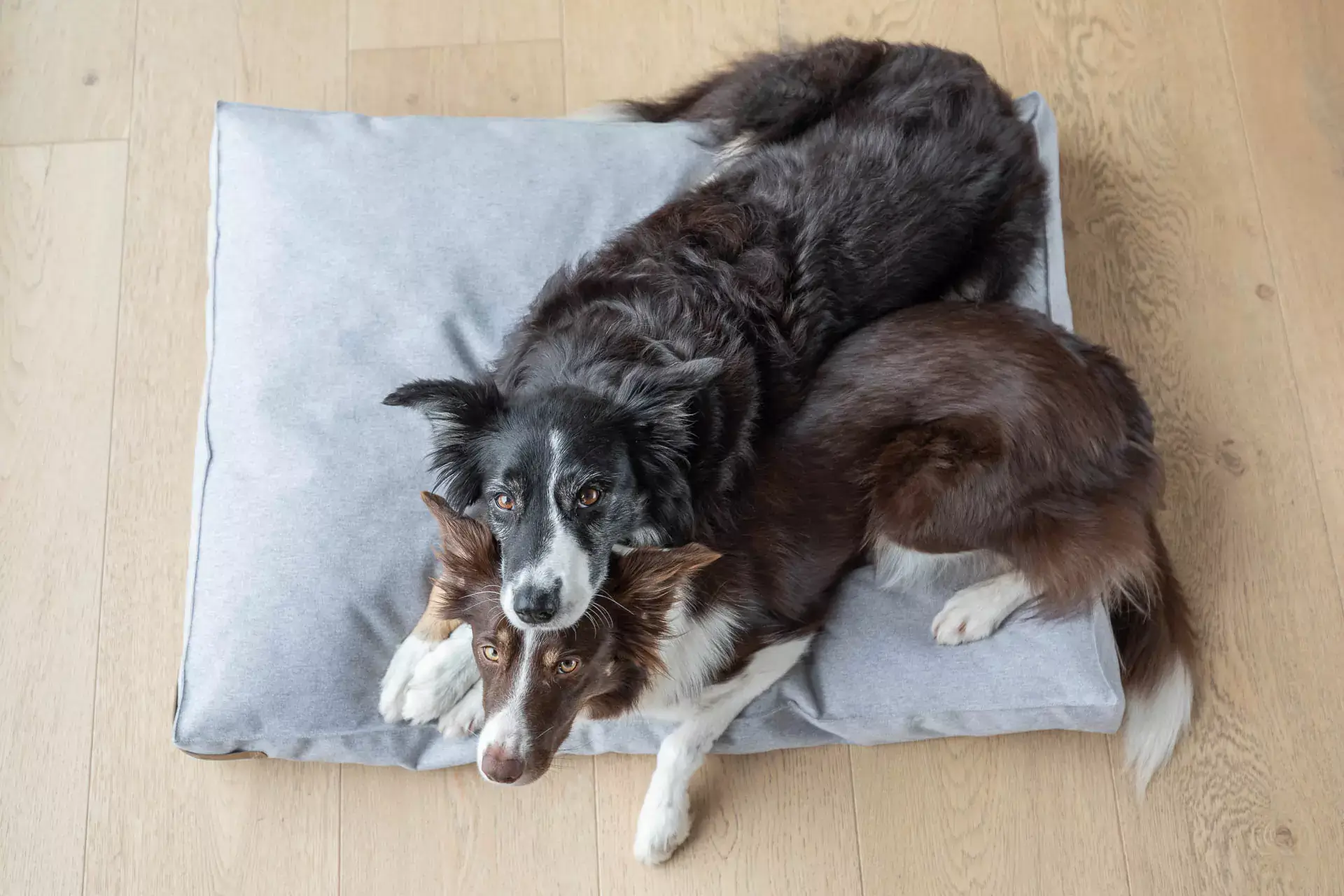 dwa przytulone do siebie psy leżą na szarej poduszce