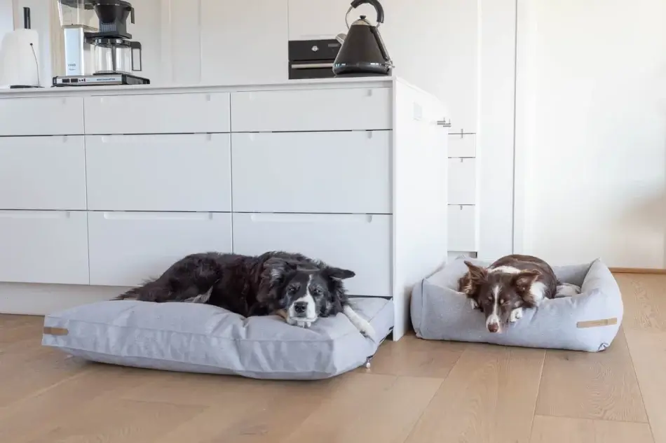 dwa border collie odpoczywają na legowisku i poduszce dla psa szare komplet stylowe wnętrze
