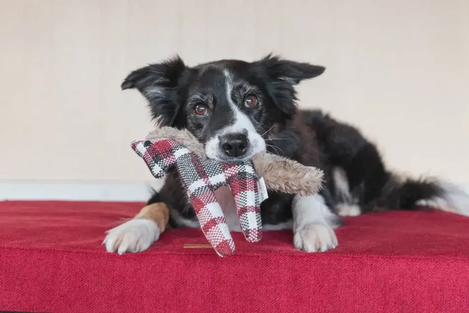 ortopedyczny materac dla psa bliss czerwony z zabawka