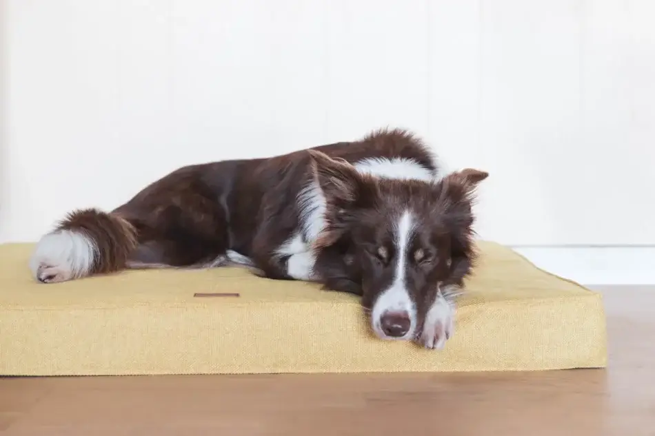 ortopedyczny materac dla psa bliss zolty spiacy pies