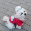bluza dla psa cloud koralowa na chodniku