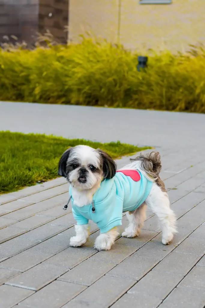 bluza dla psa cloud lazurowa na spacerze