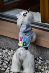 bluza dla psa yolo szara na tarasie
