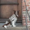 pies w płaszczyku w kratkę na spacerze