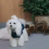 sweterek dla psa piesek w pokoju