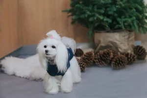 sweterek dla psa snowflake w pokoju
