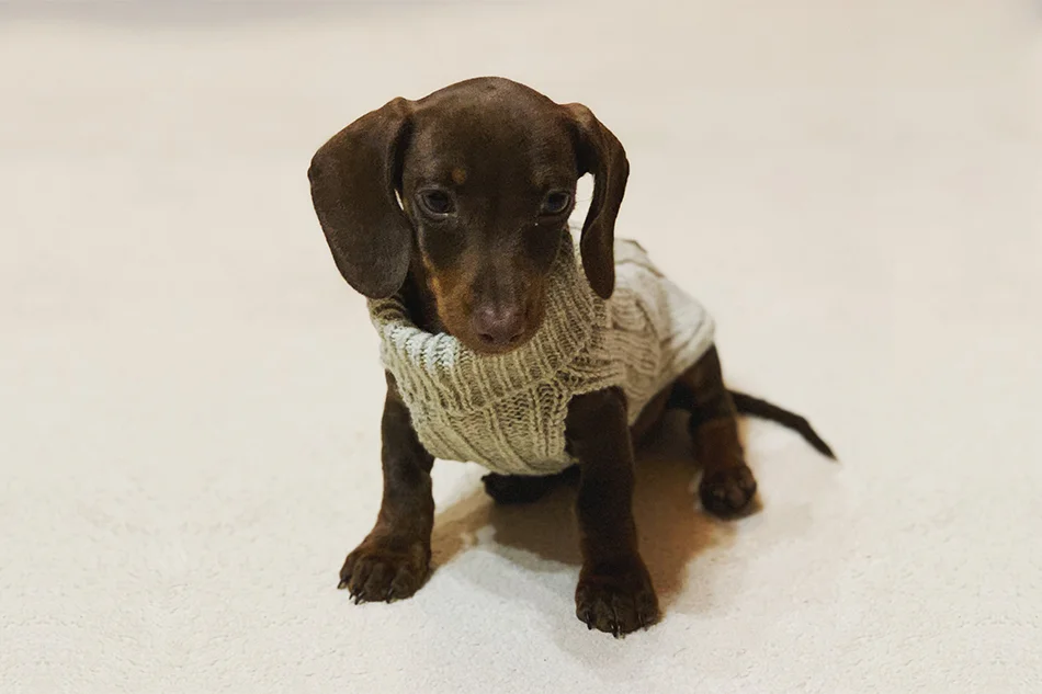ubranko sweterek dla psa aspen kremowy na dywanie