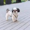 szelki dla psa soho kremowe na chodniku