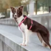 szelki dla psa typu guard różowe na spacerze