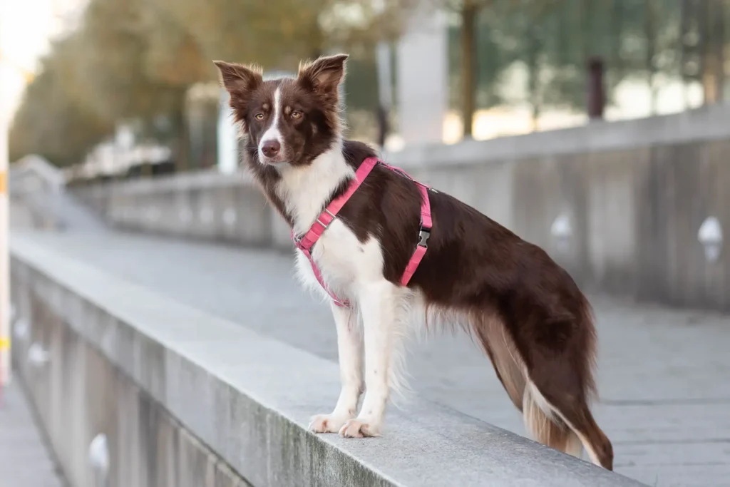 szelki dla psa typu guard różowe na spacerze