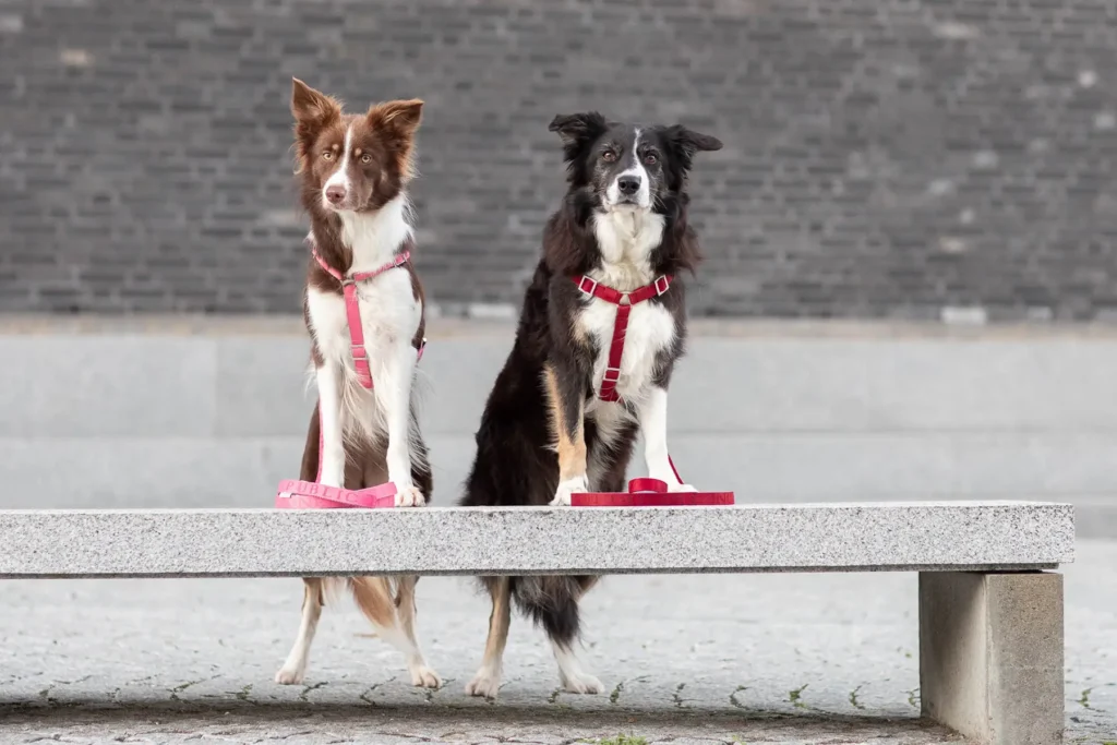 szelki dla psa typu guard różowe czerwone na spacerze