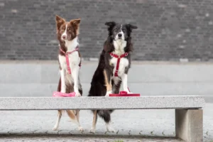szelki dla psa typu guard rÃ³Å¼owe czerwone na spacerze