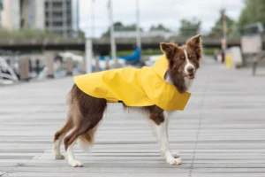 pies w płaszczyku przeciwdeszczowym na spacerze