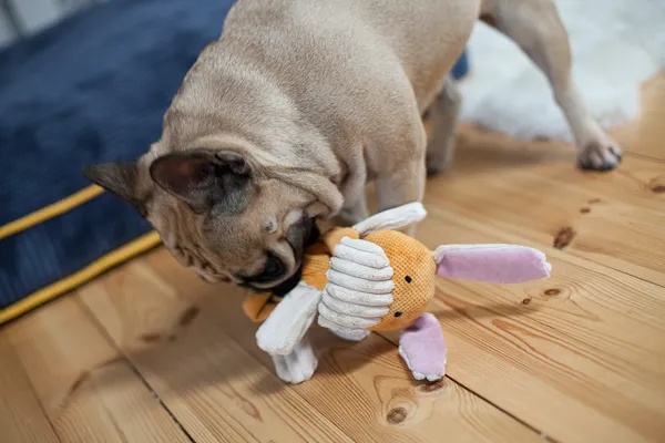 pies gryzie zabawkę
