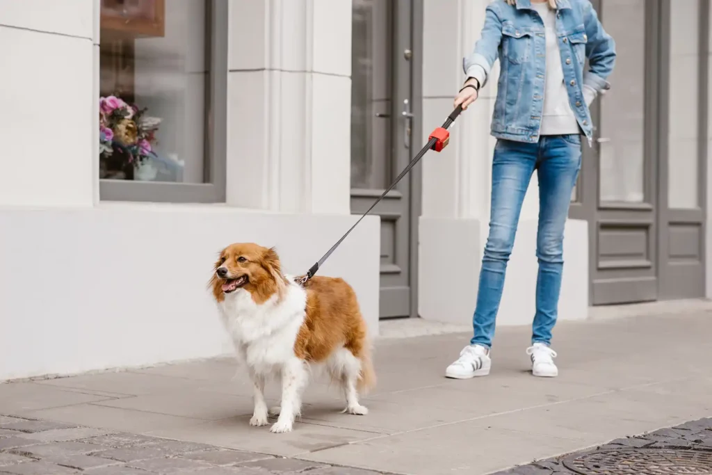 pies idzie z opiekunką na spacer z przyczepioną saszetką