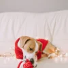 pies w czerwonym sweterku bawi sie czerwona zabawka