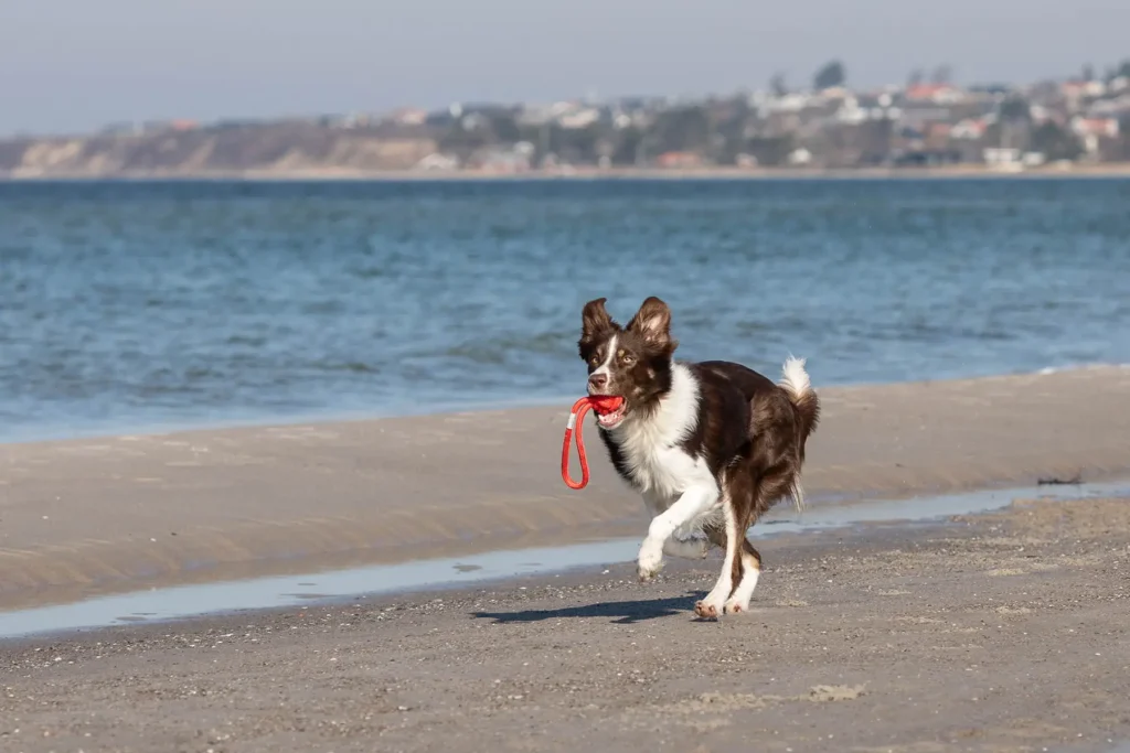 pies biegnie z zabawką ze sznurka