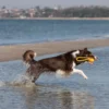 pies biegnie z zabawką ze sznurka nad wodą