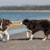 dwa psy przeciągaja zabawkę ze sznurka