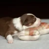 piesek śpi na pluszowej zabawce
