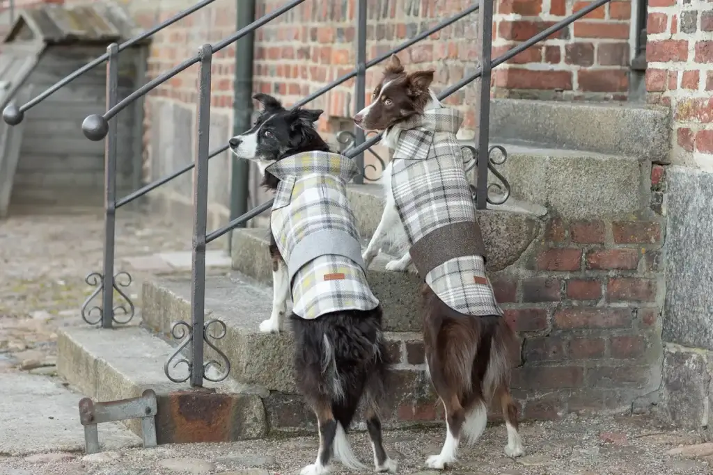 dwa psy na spacerze w plaszczykach