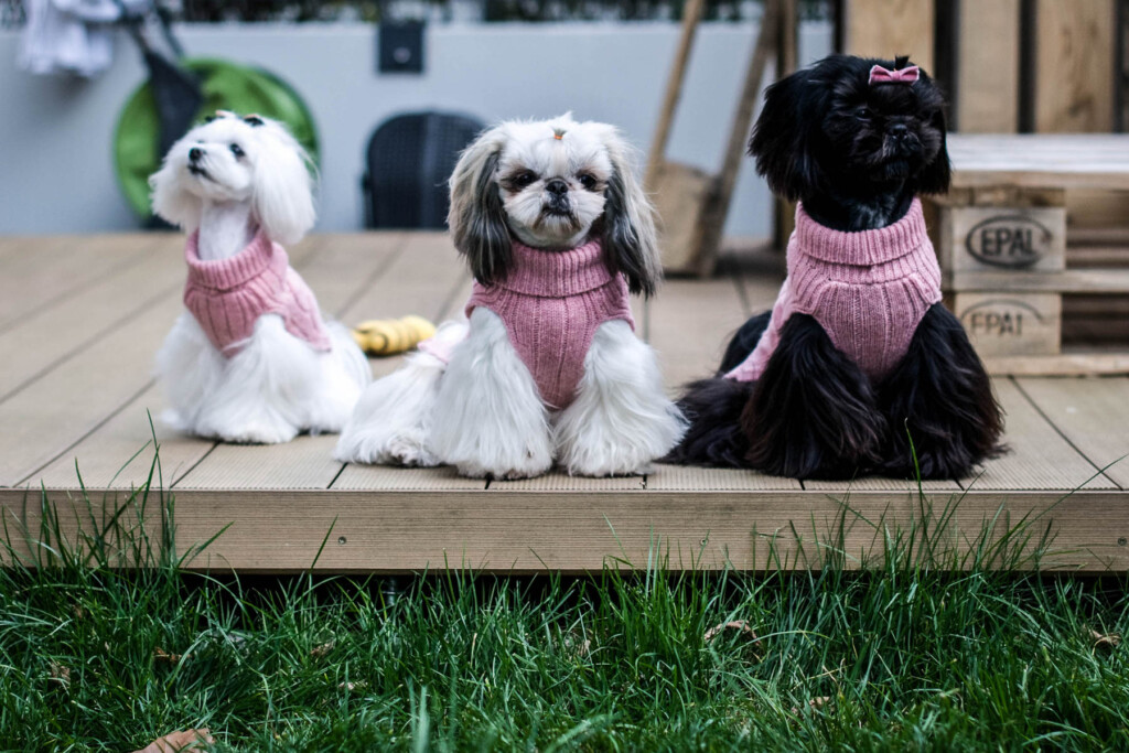 słodkie małe psy ubrane w wełniane sweterki