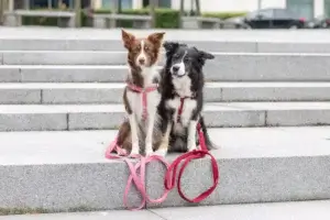 dwa psy siedzą na betonowych schodach