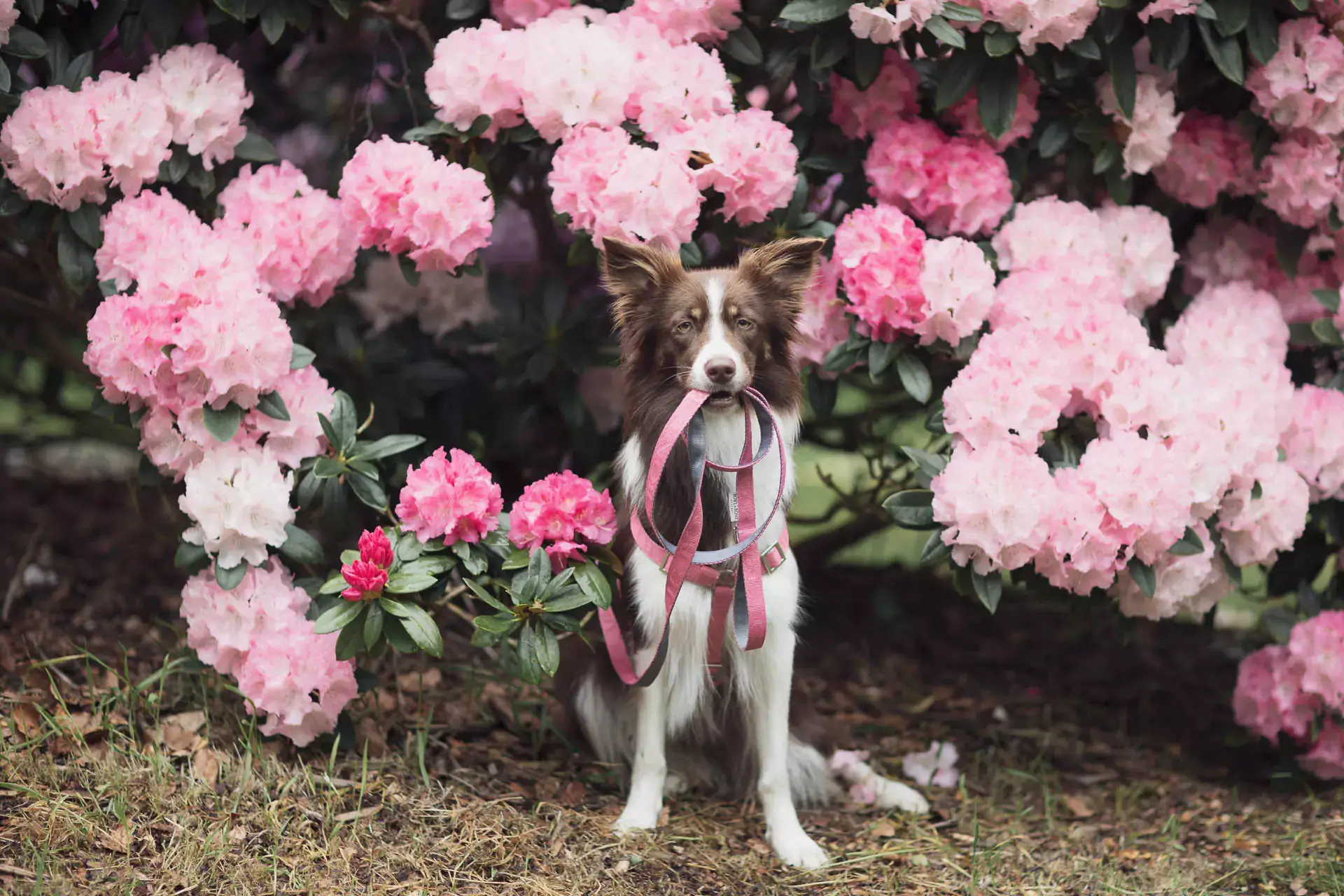 pies ze smyczą w zębach stoi na tle kwiatów