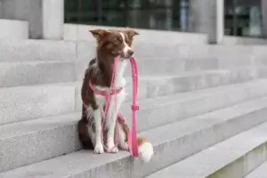 pies ze smyczÄ… w zÄ™bach siedzi na kamiennych schodach
