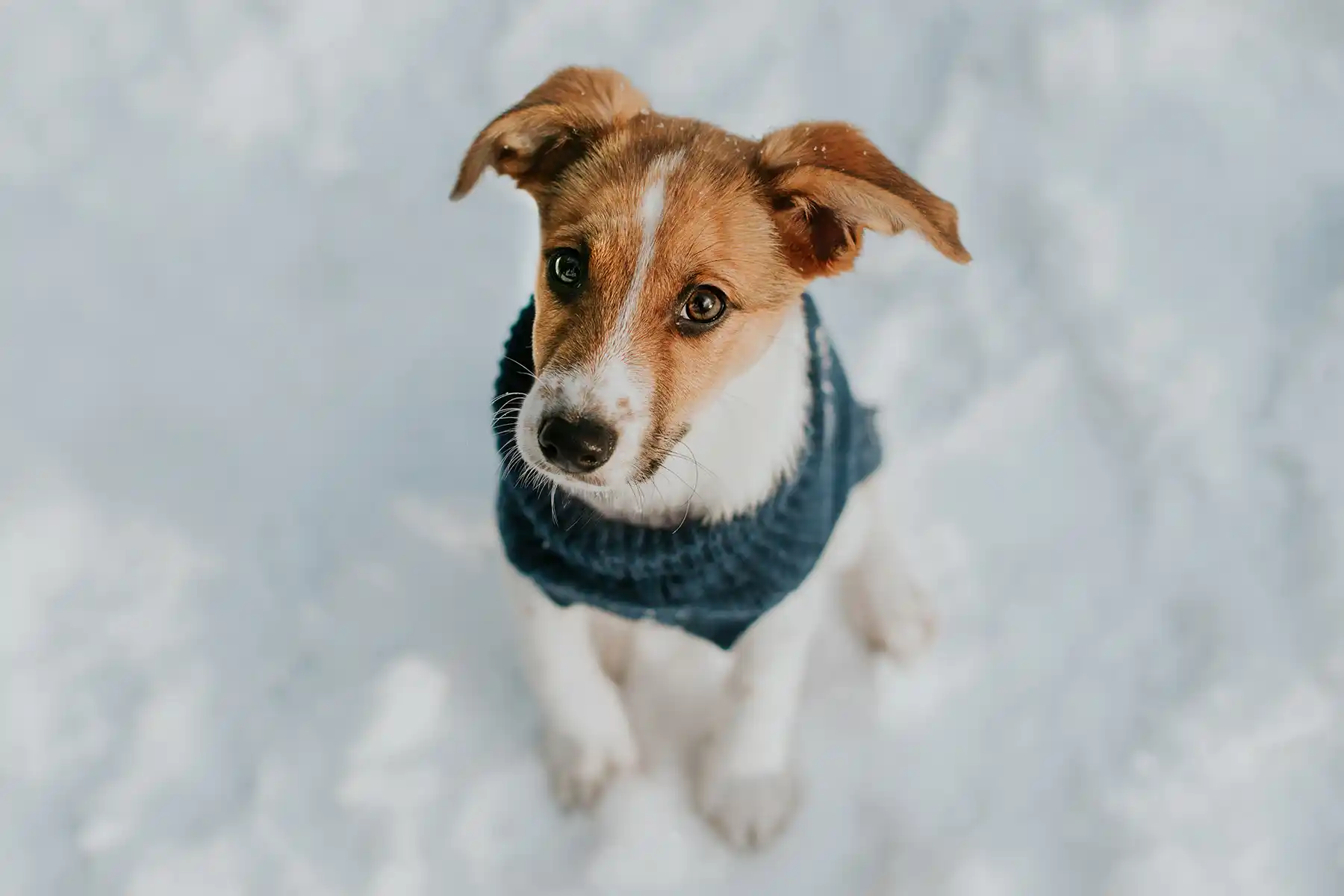 welniany sweterek dla psa w haftowane sniezynki granatowy