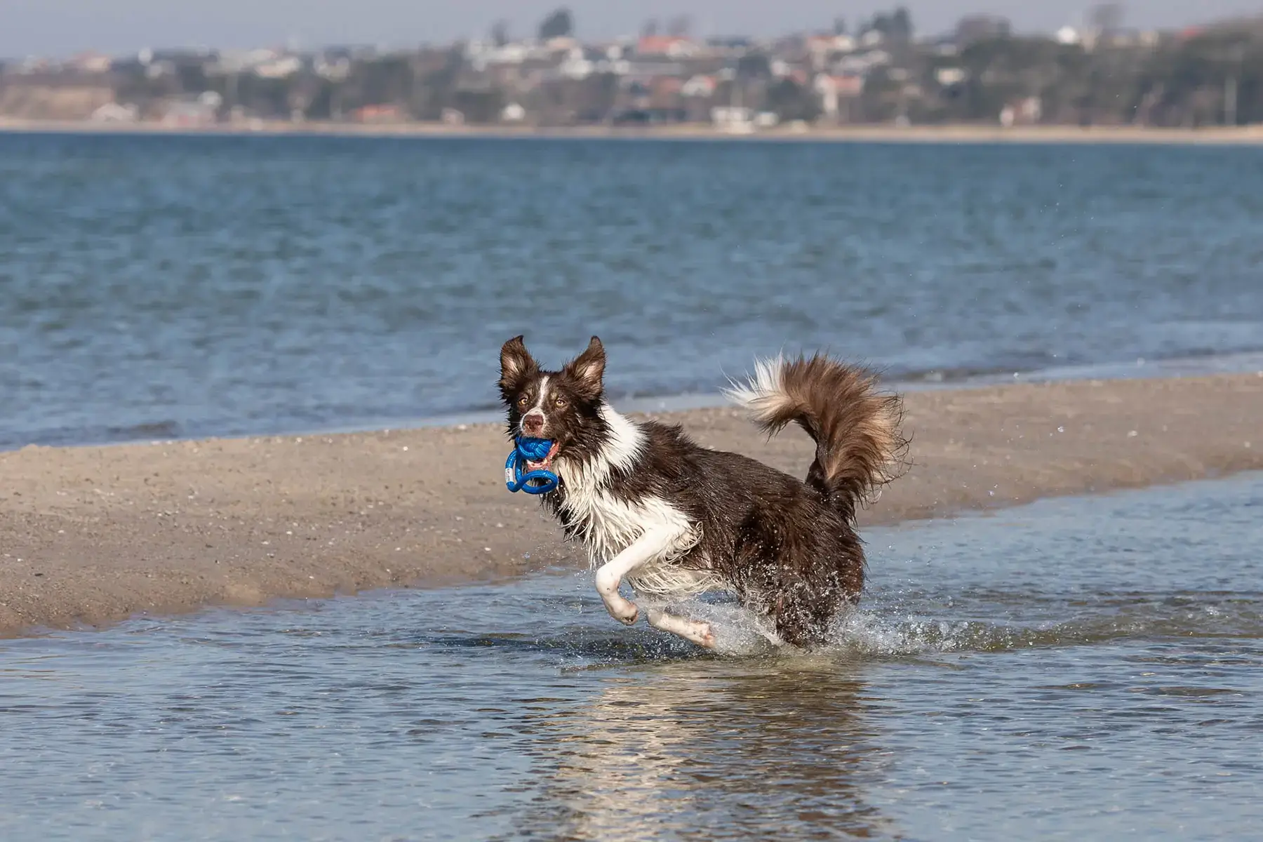 pies biegnie w wodzie zabawa