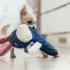 chihuahua ciagnie zabawka dla psa slodki