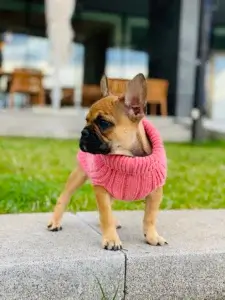 pies w sweterku rozgląda się na chodniku