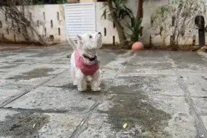 pies na spacerze na podwórku
