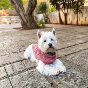 pies na podwórku w sweterku leżący